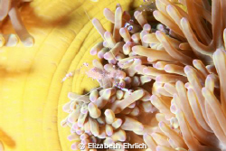 Anemone Shrimp by Elizabeth Ehrlich 